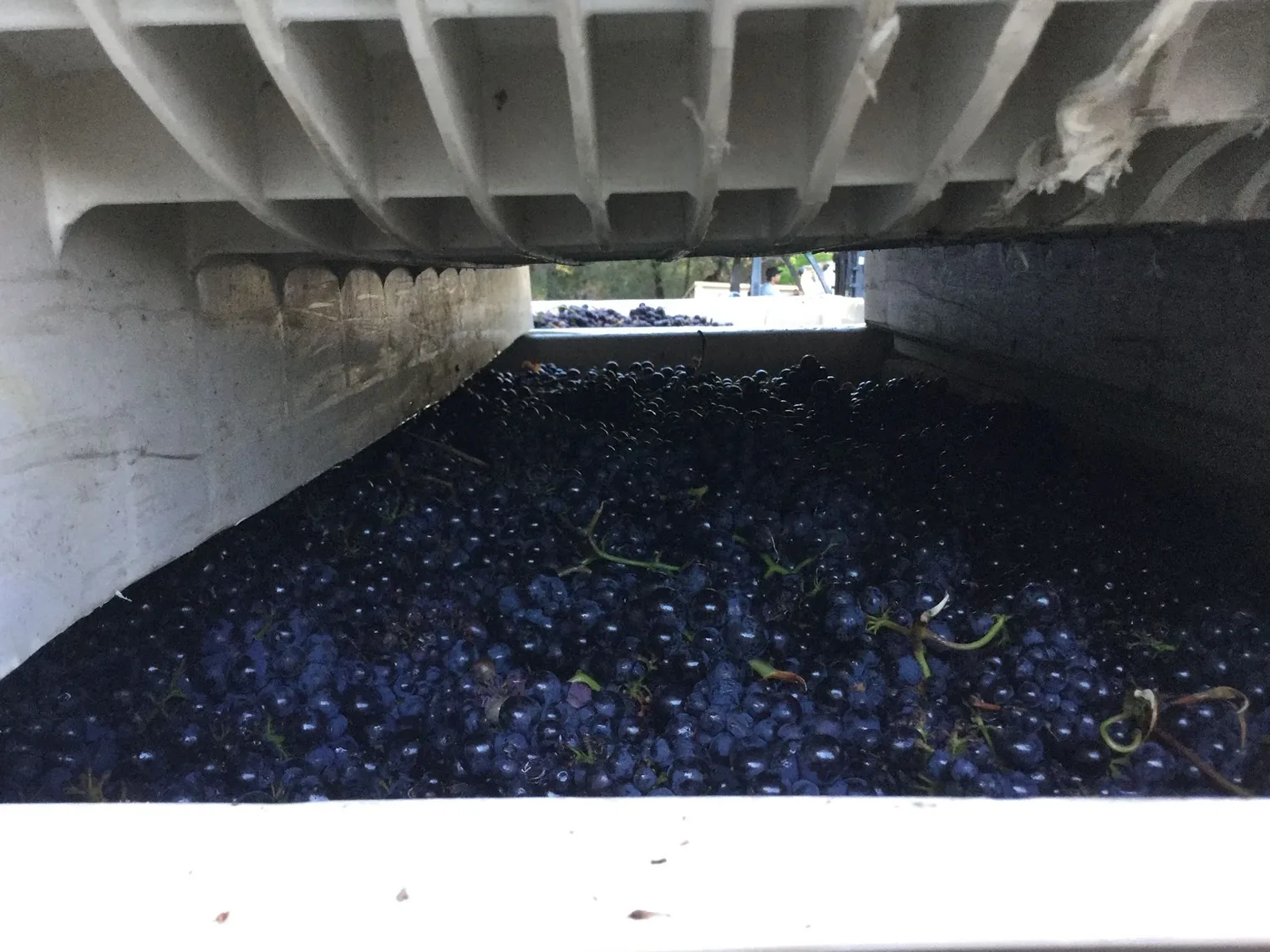 Dark wine grapes filling a concrete hopper beneath a steel crush pad
